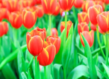 Kırmızı Lale Park grubu kapatın. Bahar manzara.