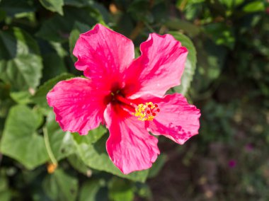 Hibiscus çiçek ya da Çin gül, Ayakkabı çiçek. sığ odak