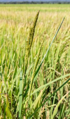Yeşil çeltik tarlasını kapatın.