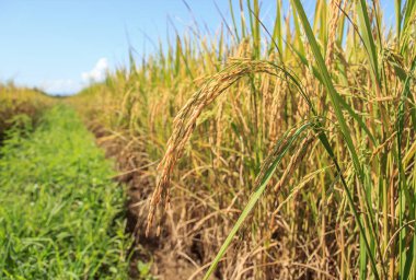 Yeşil çeltik pirinç bitki ve mavi gökyüzü arka plan