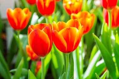 Kırmızı Lale Park grubu kapatın. Bahar manzara.