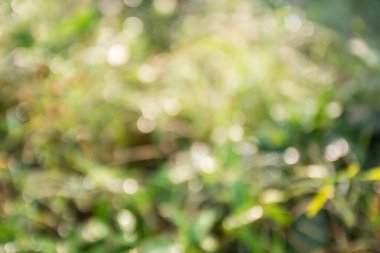 Odak tropikal yeşil çim sahası dışında. arka plan bulanık