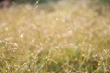 Odak tropikal yeşil çim sahası dışında. arka plan bulanık