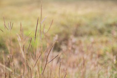 Odak tropikal yeşil çim sahası dışında. arka plan bulanık