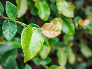 Doğada su damlaları ile taze yeşil yaprakları kadar kapatın