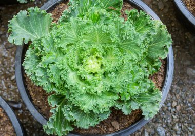 Baş taze lahana yaprakları bir sürü kapatın.