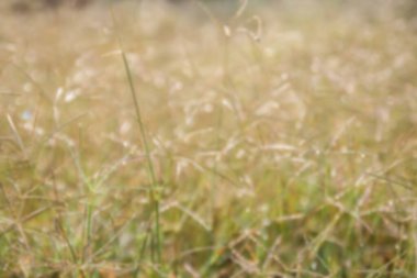 Odak tropikal yeşil çim sahası dışında. arka plan bulanık