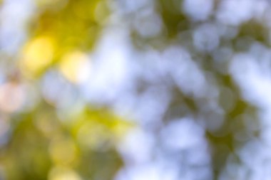 Yeşil bokeh doğa arka plan, seçici odak