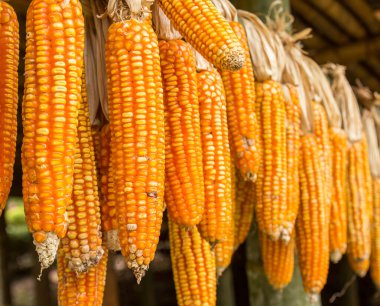 Yakın yukarı kurutulmuş Mısır ahşap raylı asılı