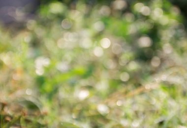 Odak tropikal yeşil çim sahası dışında. arka plan bulanık