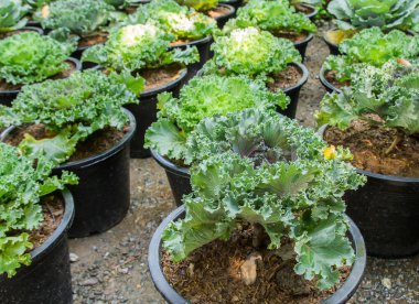 Baş taze lahana yaprakları bir sürü kapatın.