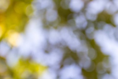 Yeşil bokeh doğa arka plan, seçici odak