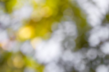 Yeşil bokeh doğa arka plan, seçici odak