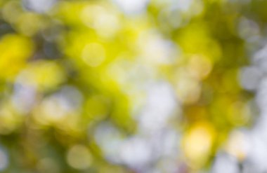 Yeşil bokeh doğa arka plan, seçici odak