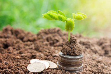 Bitki fidan ve para için kopya alanı ile yere kullanın. İş ve para kavramı