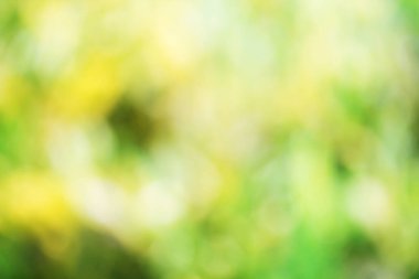 Güzellik doğası soyut arka plan güzel yeşil, sarı ya da renkli bokeh bulanık arkaplan ve sabah güneş ışığıyla dokuma. Herhangi bir tasarım için kopyalama alanı. Bahar mevsimi. Arka plan bulanık.