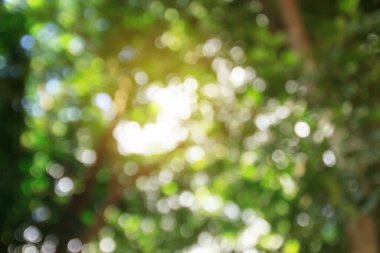 Yeşil bokeh arka plan ve doku tasarımı için güneş ışığı ve blackground kullanmak için.