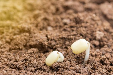 Tarım. Bitki yetiştiriyorum. Tohum ekme. Yere fidanlar ekme ve fotokopi alanı olan güneş ışığı. Tarım filizlenmesi ve ekin tohumu yetiştirme kavramı