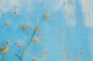 Çimen çiçek grunge doku ve arka plan 