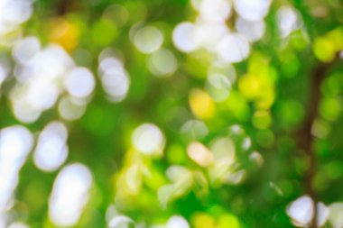 Doğal yeşil arkaplan bulanık.