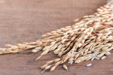 Yakın buğday veya çeltik pirinç kopya alanı ahşap tablo