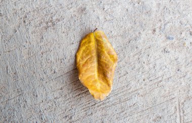 Çimento yerdeki yapraklar kuru. Kopya alanı tasarım ile Üstten Görünüm