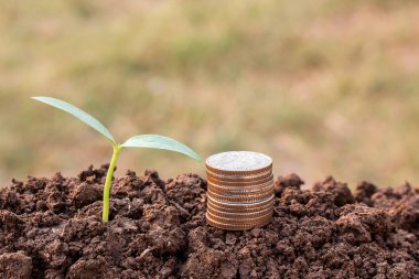 Sikke ve güneş ışığı ile arka plan bulanık toprakta dışında büyüyen yeşil fide