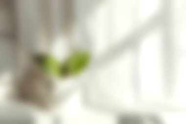 Parlak güneş ışığı pencereden süzülür, zarif, nötr dekorun üzerine yumuşak gölgeler bırakır ve yemyeşil bir bitki, barışçıl bir iç mekan atmosferi yaratır..