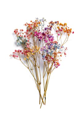 Beyaz Arkaplan 'da izole edilmiş çingene çiçeği buketi. Yumuşak, narin çiçek kompozisyonu botanik baskılar, davetiyeler veya ürün tasarımı için mükemmeldir..