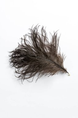 Beyaz Arkaplanda Siyah Devekuşu Tüyü