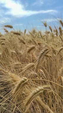 Tarım makinesiyle hasat mevsimi. Tarım arazilerinde olgunlaşmış buğday toplamak.