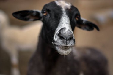  Tuhaf ifadeli komik siyah beyaz keçi portresi