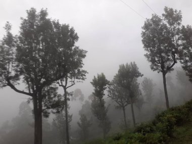 Sisli bir yamaçta yoğun sabah sisi ile çevrili uzun ağaçlar. Yoğun atmosfer, doğa, orman ya da yağmurlu hava temaları için ideal, sakin ve dengesiz bir his yaratır..