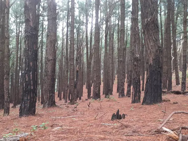 Uzun gövdeleri ve kuru zemini olan yoğun çam ormanı, huzurlu ve doğal bir orman manzarası yaratıyor..