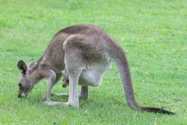 Avustralya kangurusu doğal ortamında. Vahşi yaşam fotoğrafçılığı Avustralya 'daki yeşil çimenlikte ikonik keseli hayvanları yakalıyor. Avustralya faunası ve doğa turizminin sembolü.