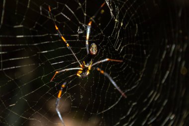 Kuzey Queensland, Avustralya 'da, ağındaki dev altın küre dokumacı Nephila Spider. Karmaşık ağını ve doğal ortamını detaylı bir şekilde gözler önüne serdi. Büyüleyici yakın plan renklendirme.