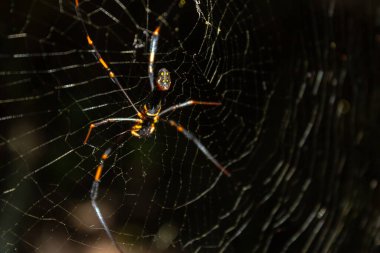 Kuzey Queensland, Avustralya 'da, ağındaki dev altın küre dokumacı Nephila Spider. Karmaşık ağını ve doğal ortamını detaylı bir şekilde gözler önüne serdi. Büyüleyici yakın plan renklendirme.