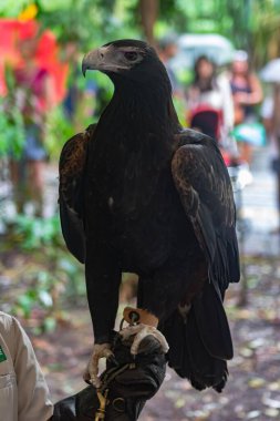 Majestic Wedge kuyruklu Kartal (Aquila audax), Avustralya 'nın En Büyük Avcı Kuşu, Bakıcısının Güçlü Vahşi Yaşam, Koruma ve İnsan-Doğa Bağlantısının Eldivenli Eldiveni' ne tünemiştir.. 