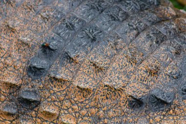 Vahşi doğadaki tuzlu su ve tatlı su timsahları. Avusturalya 'nın güçlü yırtıcıları. Timsah, Tehlike. Queensland Avustralya. Yırtıcı hayvan. Vahşi timsahların yakın plan ve dinamik portreleri. Sığınak. Kuzey Bölgesi. Cairns. Queensland 'de. Daintree