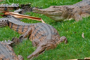 Vahşi doğadaki tuzlu su ve tatlı su timsahları. Avusturalya 'nın güçlü yırtıcıları. Timsah, Tehlike. Queensland Avustralya. Yırtıcı hayvan. Vahşi timsahların yakın plan ve dinamik portreleri. Sığınak. Kuzey Bölgesi. Cairns. Queensland 'de. Daintree