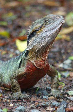 Canlı bir Avustralya Su Ejderhası Kertenkelesi 'nin doğal yağmur ormanlarındaki doğal ortamının göz kamaştırıcı yakın çekimi. Doğa, sürüngenler, Avustralya seyahati, fauna, koruma ve egzotik hayvan temaları için vahşi yaşam fotoğrafı. Eğitim. Hayvanlar. Eko Turizm. Seyahat.