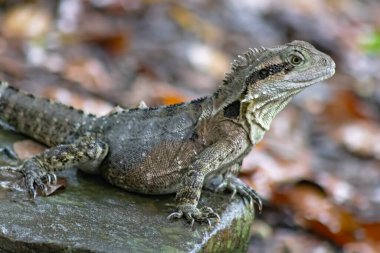 Canlı bir Avustralya Su Ejderhası Kertenkelesi 'nin doğal yağmur ormanlarındaki doğal ortamının göz kamaştırıcı yakın çekimi. Doğa, sürüngenler, Avustralya seyahati, fauna, koruma ve egzotik hayvan temaları için vahşi yaşam fotoğrafı. Eğitim. Hayvanlar. Eko Turizm. Seyahat.