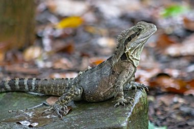 Canlı bir Avustralya Su Ejderhası Kertenkelesi 'nin doğal yağmur ormanlarındaki doğal ortamının göz kamaştırıcı yakın çekimi. Doğa, sürüngenler, Avustralya seyahati, fauna, koruma ve egzotik hayvan temaları için vahşi yaşam fotoğrafı. Eğitim. Hayvanlar. Eko Turizm. Seyahat.