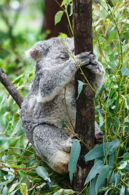 Vahşi Koala. - Aile. Bebek Koala. Uyuyor, tırmanıyor ve Avustralya Doğal Yaşam Alanında Ökaliptüs yiyor. Tatlı Vahşi Yaşam Anları, Yağmurdan Islak, Sevimli Hayvan Yakın Çekimleri. Hayvan portresi. 4K Çözünürlüğü