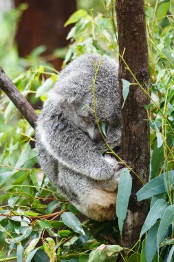 Vahşi Koala. - Aile. Bebek Koala. Uyuyor, tırmanıyor ve Avustralya Doğal Yaşam Alanında Ökaliptüs yiyor. Tatlı Vahşi Yaşam Anları, Yağmurdan Islak, Sevimli Hayvan Yakın Çekimleri. Hayvan portresi. 4K Çözünürlüğü