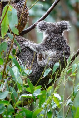 Vahşi Koala. - Aile. Bebek Koala. Uyuyor, tırmanıyor ve Avustralya Doğal Yaşam Alanında Ökaliptüs yiyor. Tatlı Vahşi Yaşam Anları, Yağmurdan Islak, Sevimli Hayvan Yakın Çekimleri. Hayvan portresi. 4K Çözünürlüğü