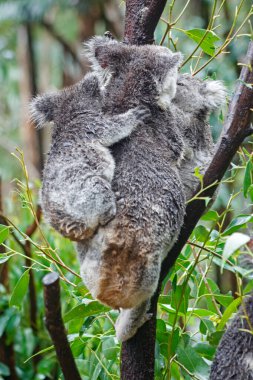 Vahşi Koala. - Aile. Bebek Koala. Uyuyor, tırmanıyor ve Avustralya Doğal Yaşam Alanında Ökaliptüs yiyor. Tatlı Vahşi Yaşam Anları, Yağmurdan Islak, Sevimli Hayvan Yakın Çekimleri. Hayvan portresi. 4K Çözünürlüğü