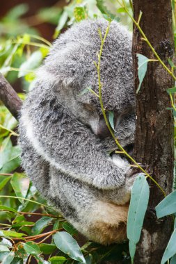 Vahşi Koala. - Aile. Bebek Koala. Uyuyor, tırmanıyor ve Avustralya Doğal Yaşam Alanında Ökaliptüs yiyor. Tatlı Vahşi Yaşam Anları, Yağmurdan Islak, Sevimli Hayvan Yakın Çekimleri. Hayvan portresi. 4K Çözünürlüğü