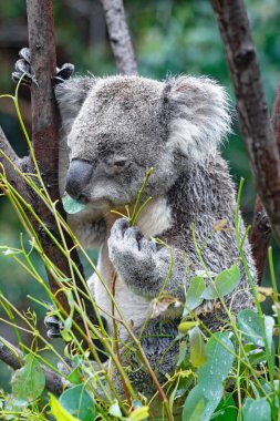 Vahşi Koala. - Aile. Bebek Koala. Uyuyor, tırmanıyor ve Avustralya Doğal Yaşam Alanında Ökaliptüs yiyor. Tatlı Vahşi Yaşam Anları, Yağmurdan Islak, Sevimli Hayvan Yakın Çekimleri. Hayvan portresi. 4K Çözünürlüğü