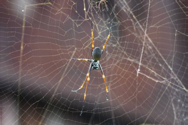 Kuzey Queensland 'da, ağındaki dev altın küre dokumacı Nephila Spider. Karmaşık ağının ortasında hazır bekleyen bir örümceğin yakın çekimi. 4K yüksek çözünürlüklü makro türlerin etkileyici ağ yapısını vurguluyor. Avustralya 'nın çeşitli ve egzotik yaban hayatı. 